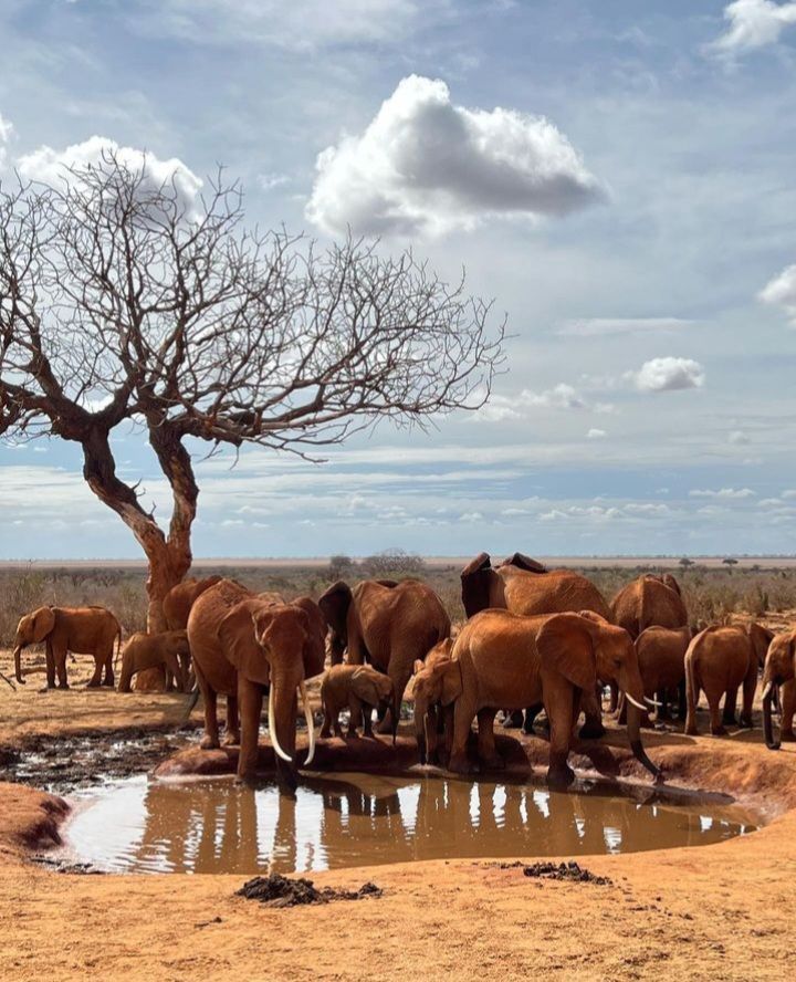 10-Day Tour: 7 Best Parks in Kenya Memorable Safari