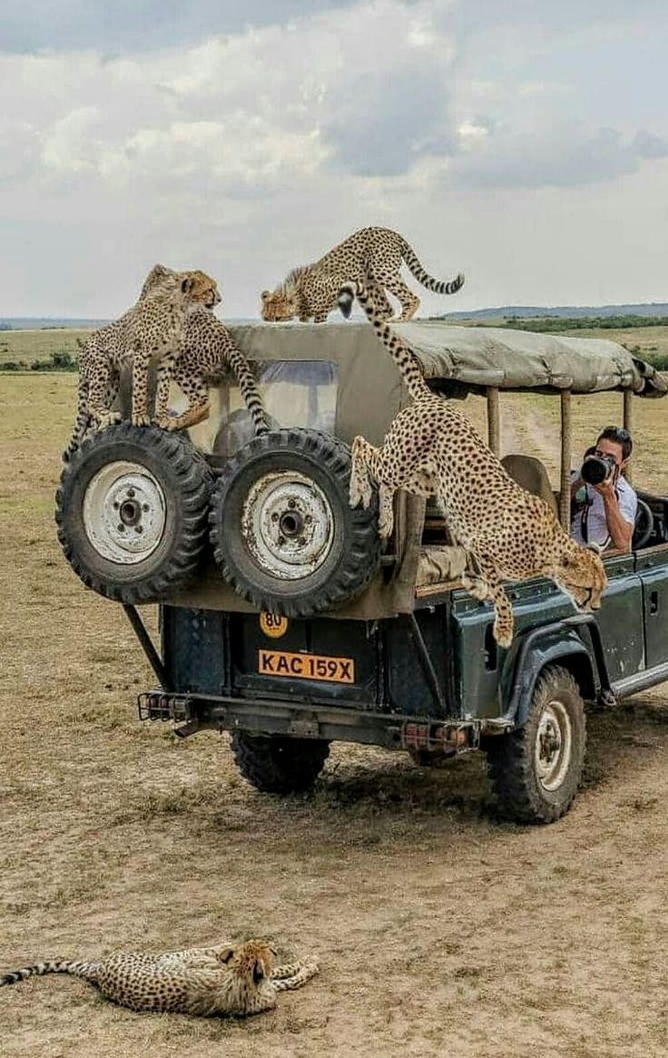 4-Day Maasai Mara & Lake Nakuru Private Tour with Jeep